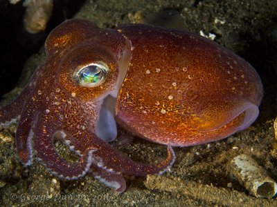 Large Stubby Squid.jpg
