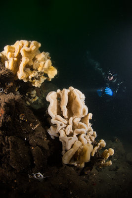 Brad checks out some of the cloud sponges on the wall