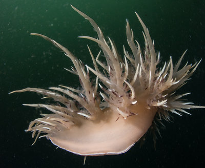 Swimming nudibranch.  It was about 9&quot; across.