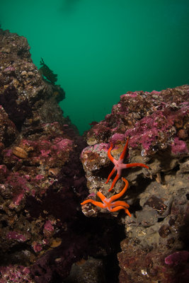 Another pair of seastars from Sunrise