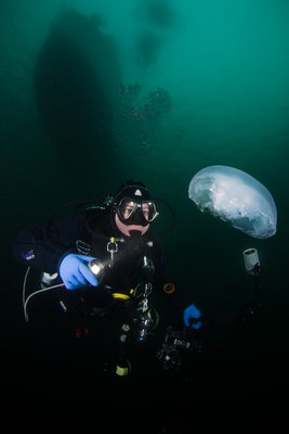 Moon jellies at KVI, with a view of the boat above.