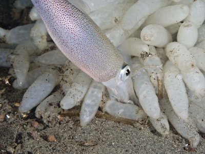 Market Squid attaching Egg.jpg