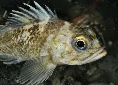 Photobombing my attempts at getting to the Grunt Sculpin