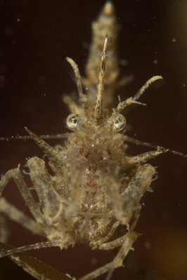 Frontal view of a horned shrimp