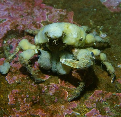 sponge crab.JPG