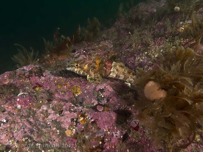 Painted Greenling with Eggs.jpg