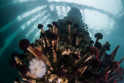 Tube worms living under the dock