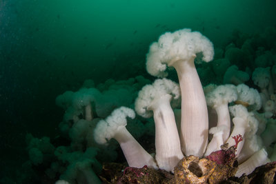 Plumose blooms with rockfish
