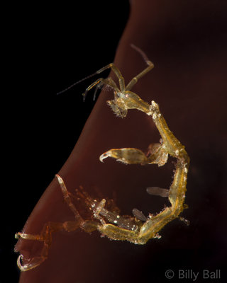 Skeleton Shrimp