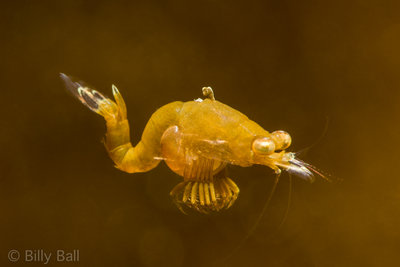 Opossum Shrimp