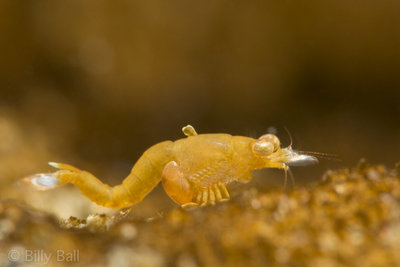 Opossum Shrimp