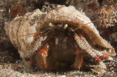 Funny Hermit Crab