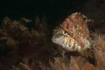 Friendly Painted Greenling