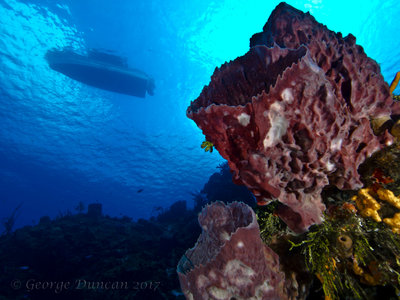 Barrel Sponges and Dive Boat on Surface.jpg