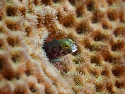 Green Blenny in Coral.jpg