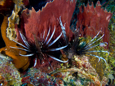 Pair of Lionfish.jpg