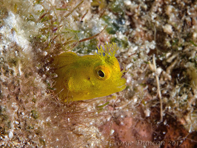 Yellow Blenny.jpg