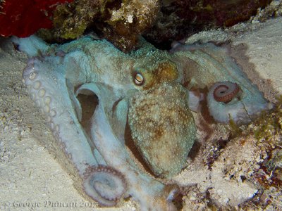 Caribbean Reef Octopus.jpg