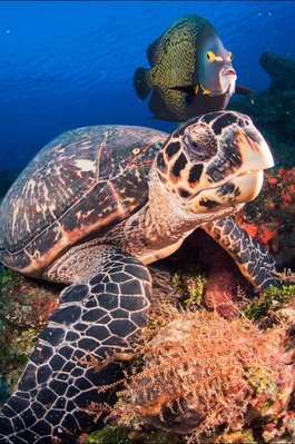 This friendly turtle was sitting in the current eating a sponge