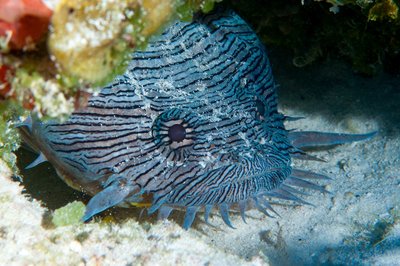 splendid toad fish sound so nice on the night dive