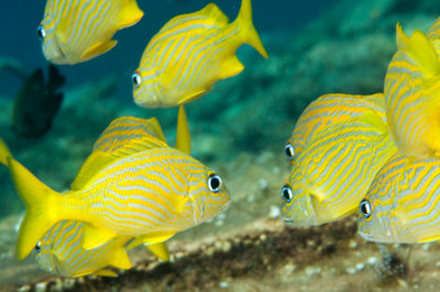 happy yellow fish school