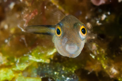 my favorite fish the happy little Sharpnose Puffer kind of reminded me of Lumpies