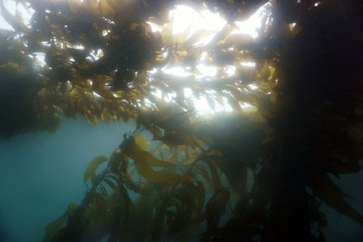 kelp.JPG