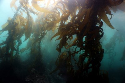 kelp2.JPG