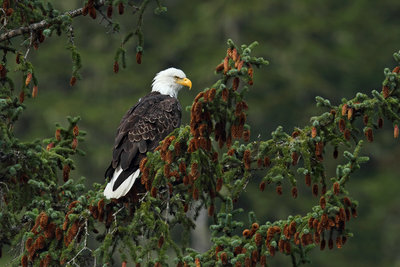 bald eagle.jpg