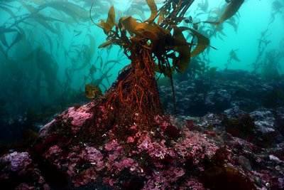 kelp bed 6.JPG