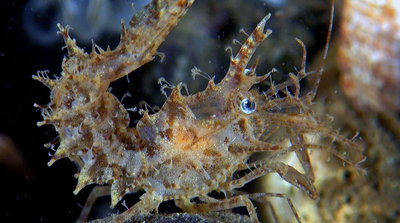Horned shrimp