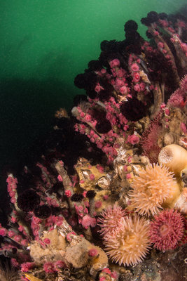 Tube worms, painted anemones