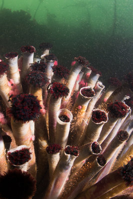 The tube worms were spawning