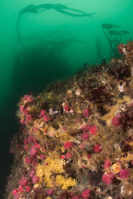 Brooding anemones and whelk eggs, right by the entrance