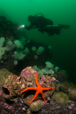 Life along the jetty.  I only saw 3 rockfish today.  What happened?