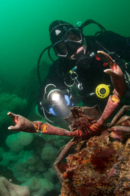 This kelp crab was attacking my camera, with ScubaJess in the background