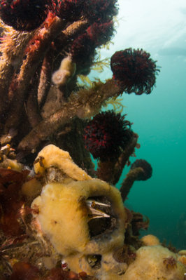 Tubeworms and sponge-covered barnacles