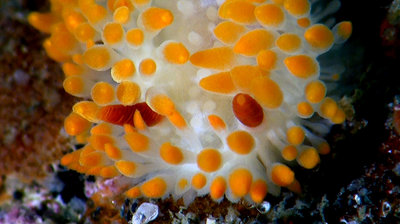 cockerrelsdorid.jpg