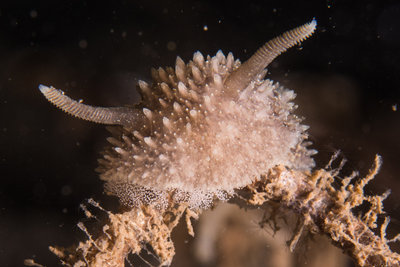 Barnacle eating nudibranch with eggs