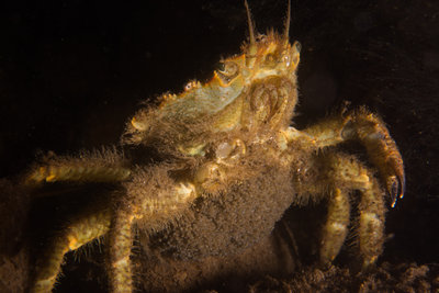 Helmet crab with one claw and eggs