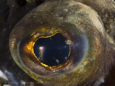 Flounder Eye.jpg
