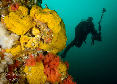 Reefs of Browning Pass (10 of 11).jpg