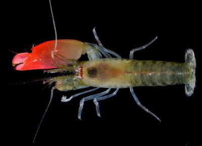 afp-new-sonic-blast-shrimp-named-after-pink-floyd.jpg