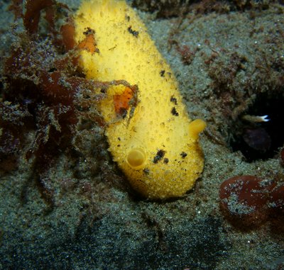 not a nudi.JPG