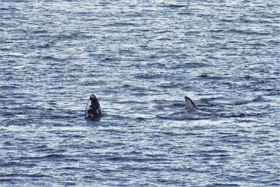 Whales feeding