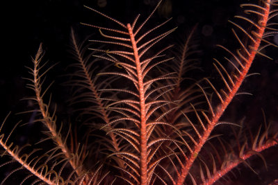 Feather stars