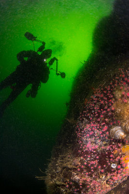 Scubajess and strawberry anemones