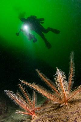 Scubajess and feather stars!