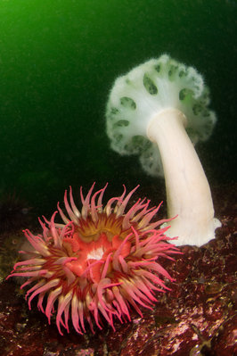 Lots of big fish-eating anemones