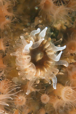 Cup Coral? hanging out with Zooanthids